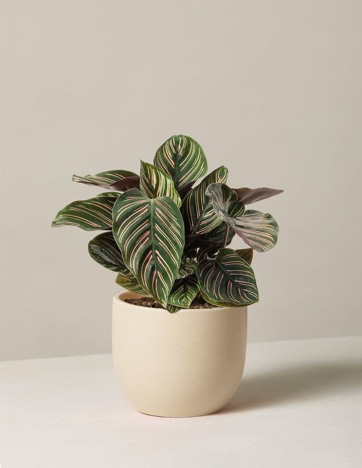 Calathea