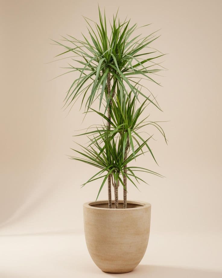 Dracaena