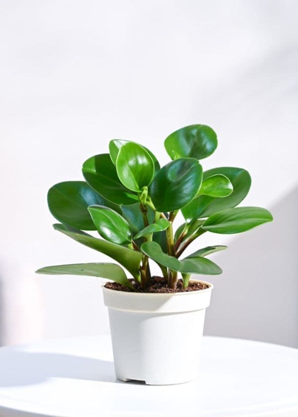 Peperomia