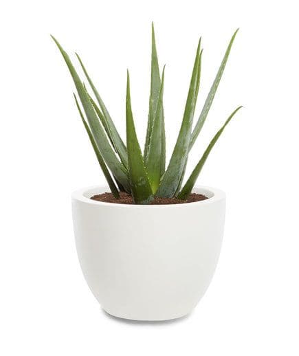 Aloe vera o sábila