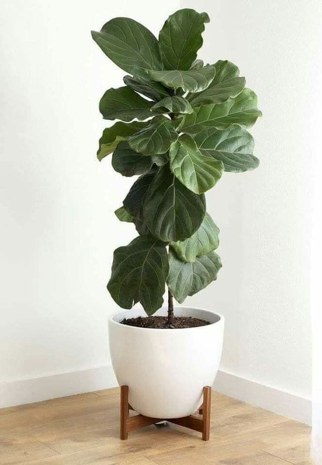 Ficus lira